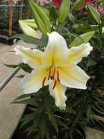 [1856 Cherburg No01.JPG]